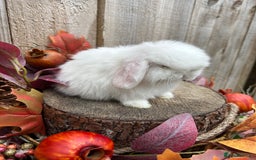 Mini Lop rabbits for sale: ⭐ VACCINATED PEDIGREE MINI LOP BUNNIES ⭐  - Advert 9
