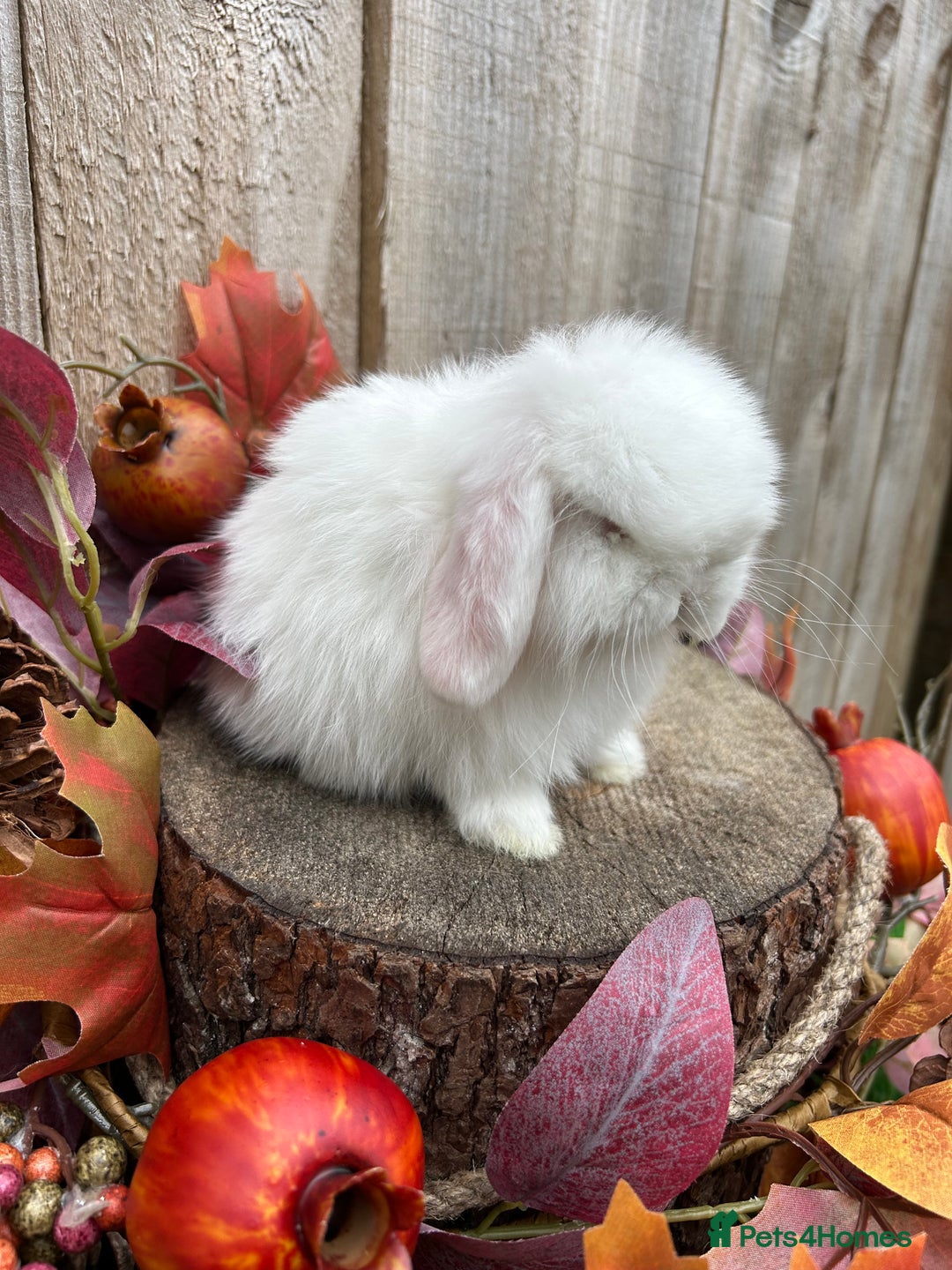 Mini Lop rabbits for sale: ⭐ VACCINATED PEDIGREE MINI LOP BUNNIES ⭐  - Advert 9