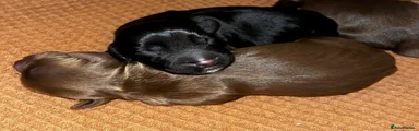 Black Cocker Spaniel Puppy (Boy)