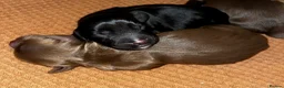 Cocker Spaniel dogs for sale: 3 Cocker Spaniel Puppies for sale - Advert 3