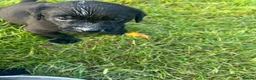 Labrador Retriever dogs for sale: KC registered Black Labrador Pups  - Advert 22