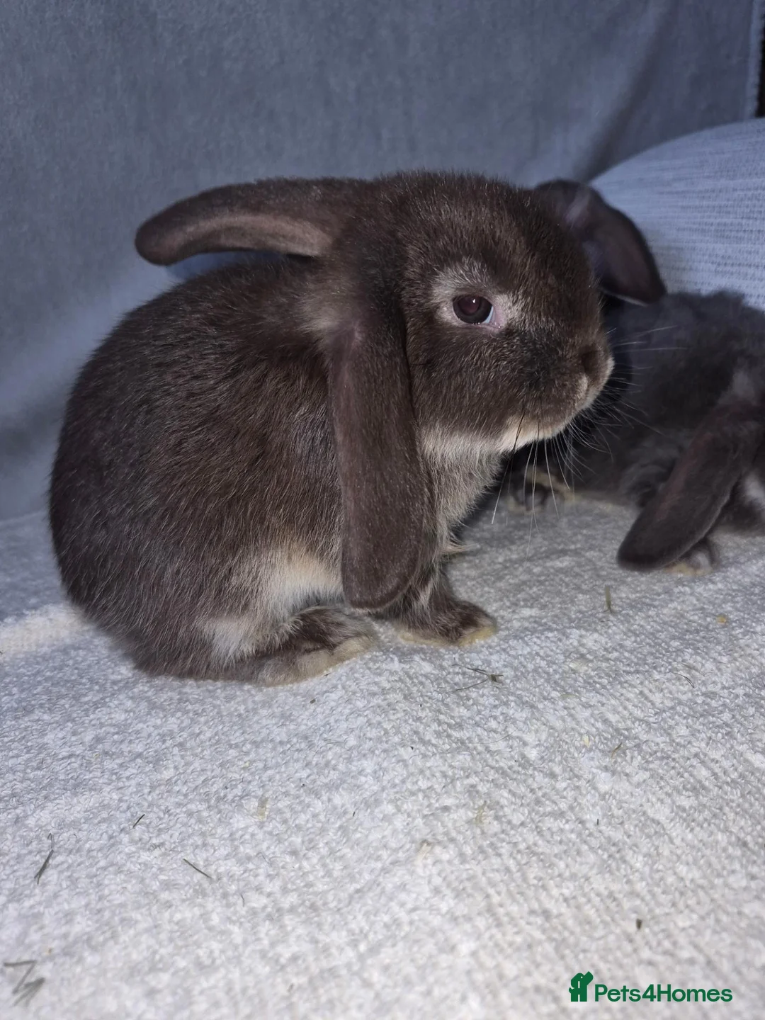 Mini Lop rabbits for sale: 7-week-old Mini Lops looking for new homes - Advert 2