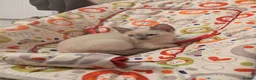 Devon Rex cats for sale: 2 male boys: mix devon-cornish rex - Advert 3