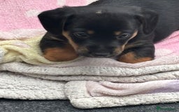 Mixed Breed dogs for sale: Jack Russell x Dachshund - Image 9