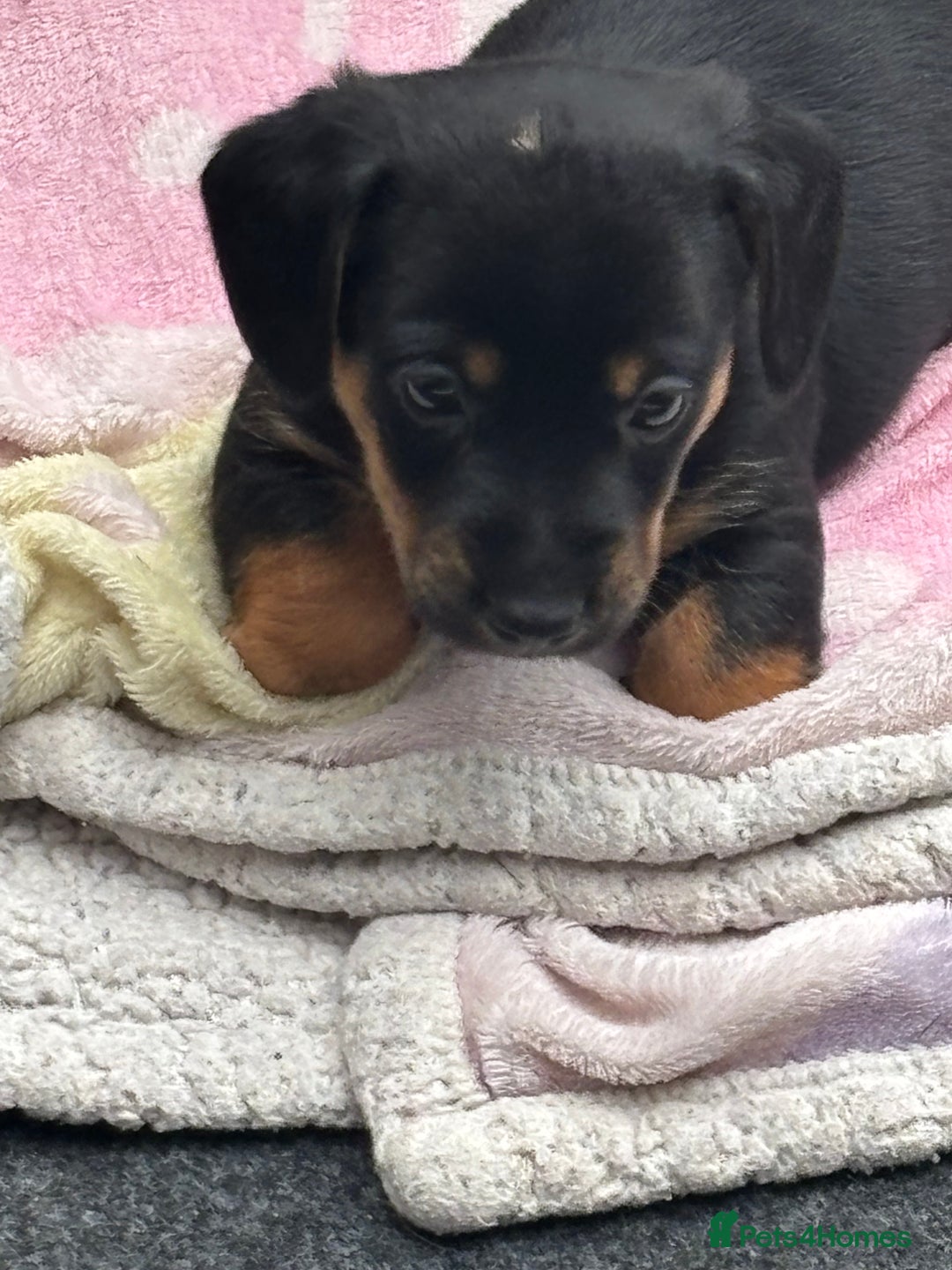 Mixed Breed dogs for sale: Jack Russell x Dachshund - Image 9