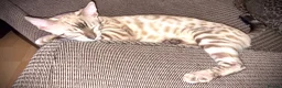 Bengal cats for sale: 2 beautiful benegal sisters  - Advert 9