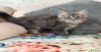 Ragdoll cats - Advert 7