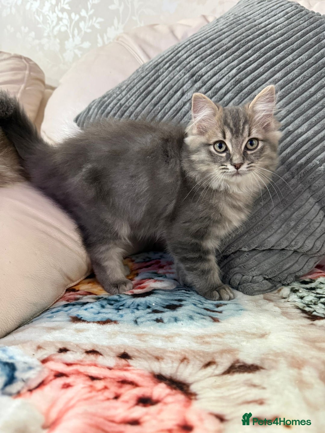 Ragdoll cats for sale: Stunning ragdoll cross BSH kitten  - Advert 3