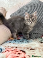 Ragdoll cats - Advert 13