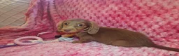 Miniature Dachshund dogs for sale: Miniture dachshund puppies  - Advert 12