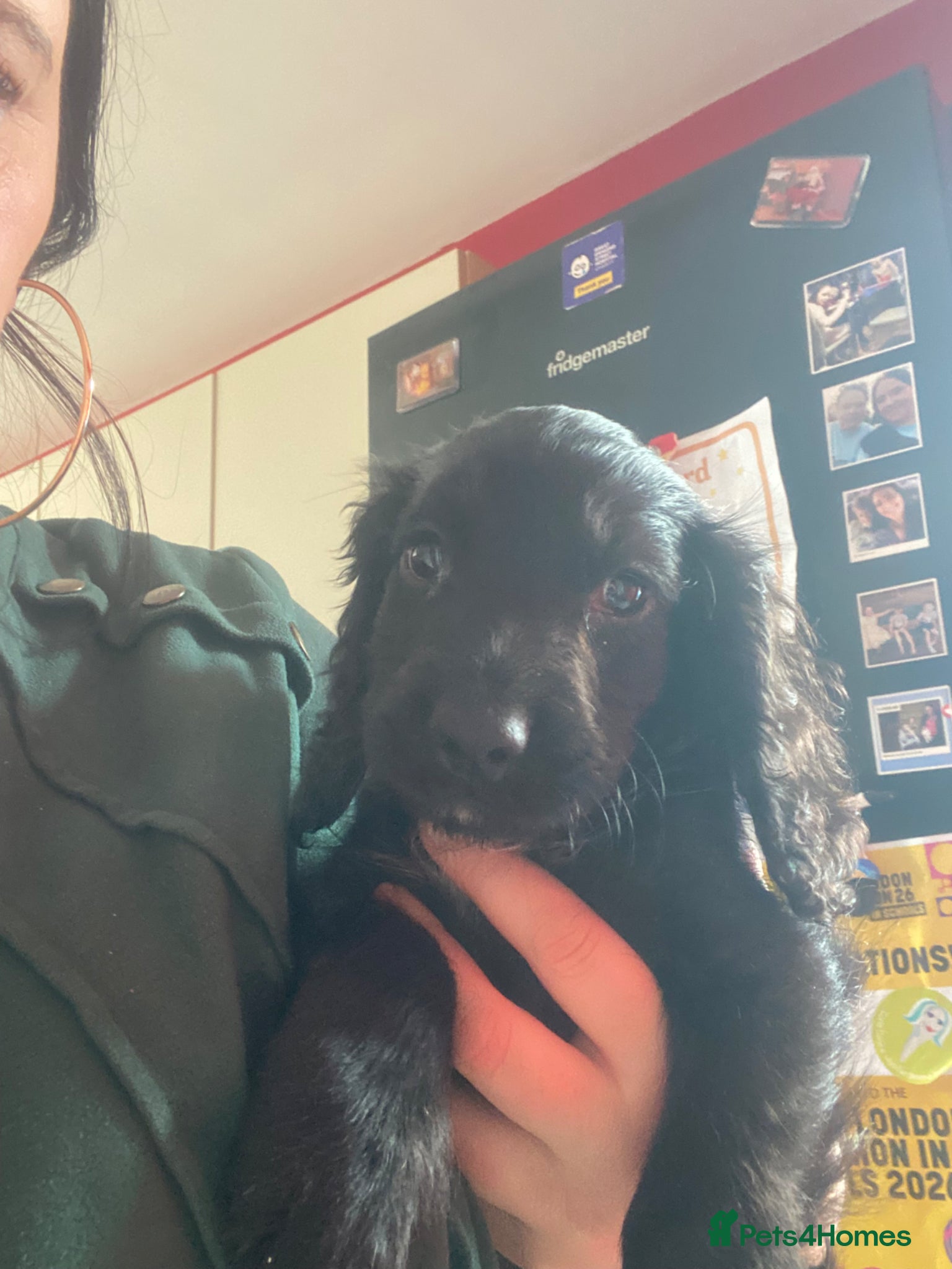 Mixed Breed dogs Boy spaniel puppie - Advert 3