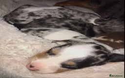 Miniature Dachshund dogs for sale: STUNNING MINIATURE DACHSHUND PUPPIES FOR SALE - Image 6