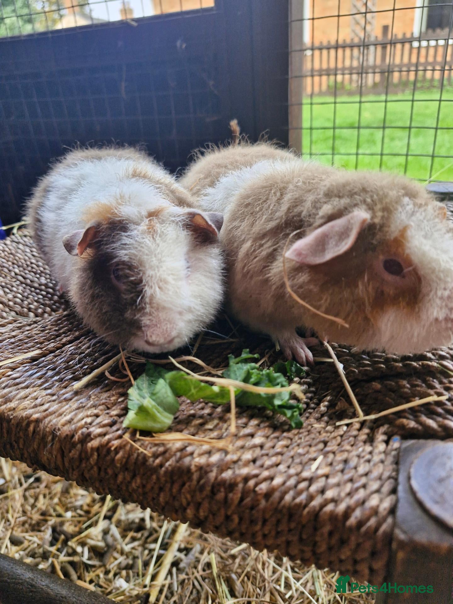 Guinea Pig rodents for sale: Pure bred Teddies both boys - Advert 1