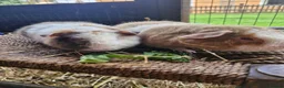 Guinea Pig rodents for sale: Pure bred Teddies both boys - Advert 1