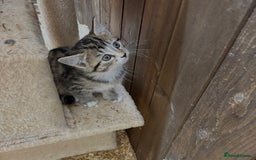 Mixed Breed cats for sale: Gorgeous Part Siberian cross British shorthair  - Image 4