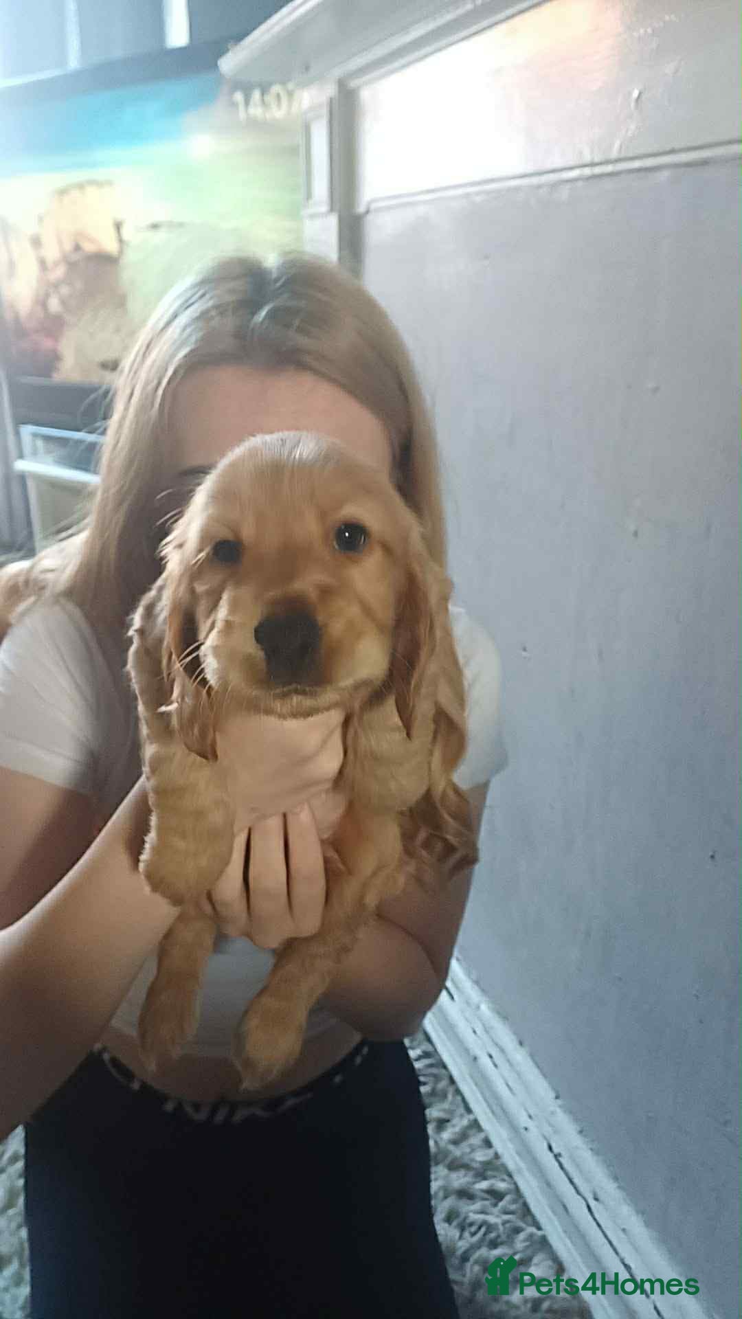Cocker Spaniel dogs for sale: Gorgeous golden cocker spaniel puppies ready now✨️ - Advert 1