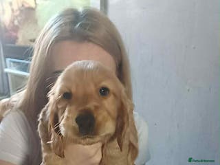 Cocker Spaniel dogs Gorgeous golden cocker spaniel puppies ready now✨️ - Advert 2