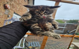 Maine Coon cats for sale: Maine Coon × Siberian  - Image 10