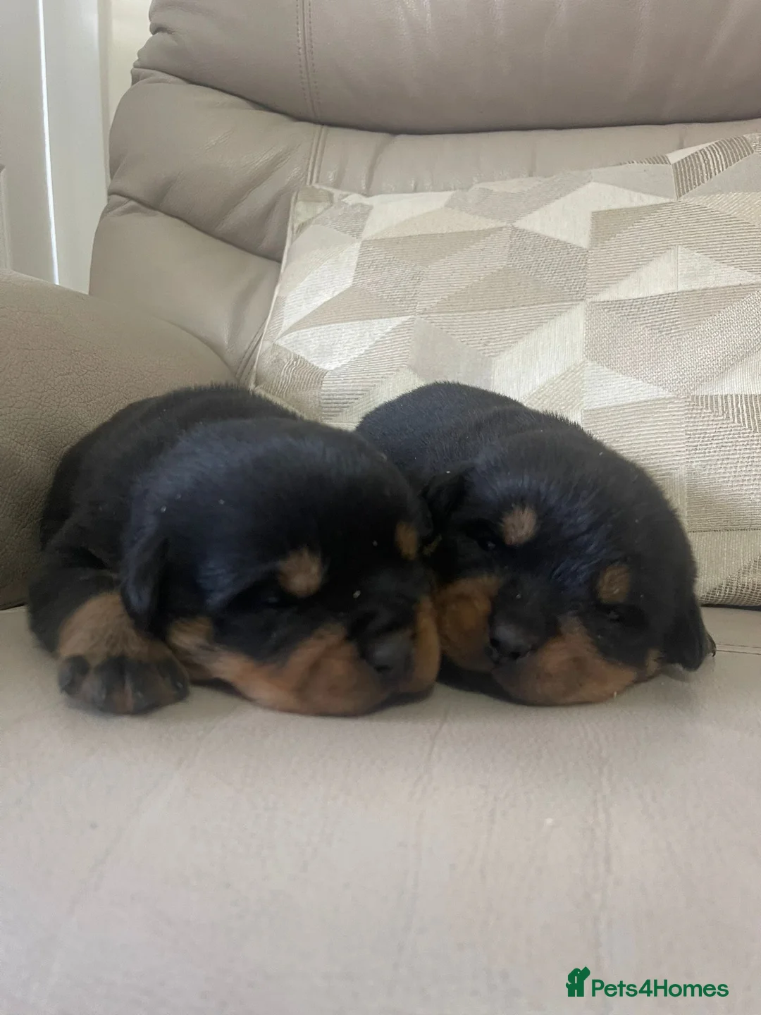Rottweiler dogs for sale: Quality KC registered Rottweiler Puppies  - Advert 7