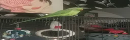 Ringnecks birds for sale: Pair of ringnecks - Advert 4