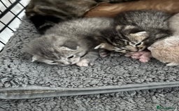 American Shorthair cats for sale: 4 stunning bsh x American short kittens avail - Image 30