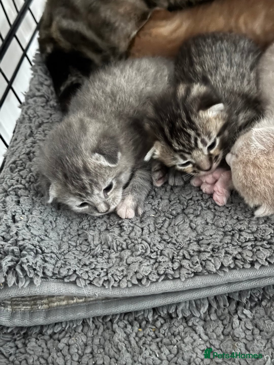 American Shorthair cats for sale: 4 stunning bsh x American short kittens avail - Image 30