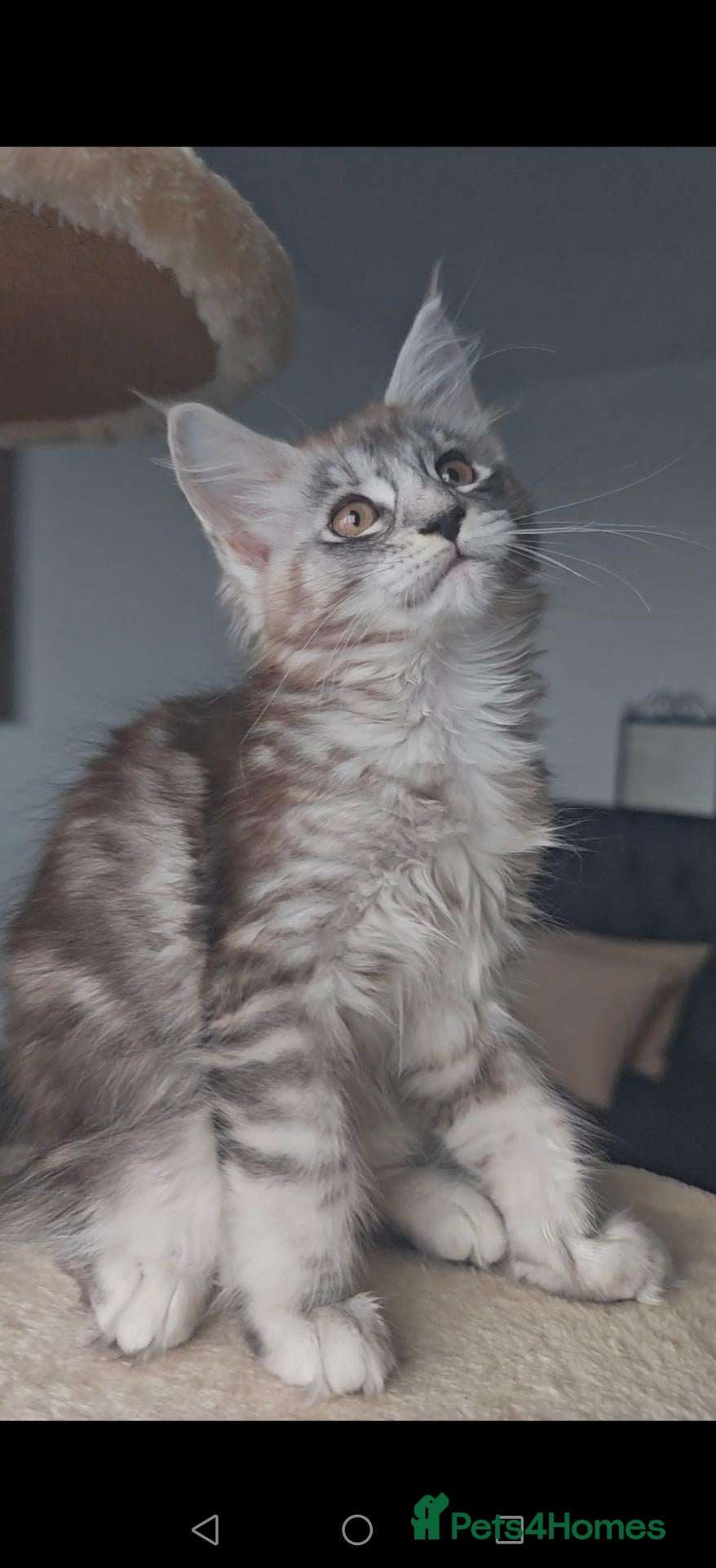 Maine Coon cats MaineCoon World Champion Bloodlines/London  - Advert 2