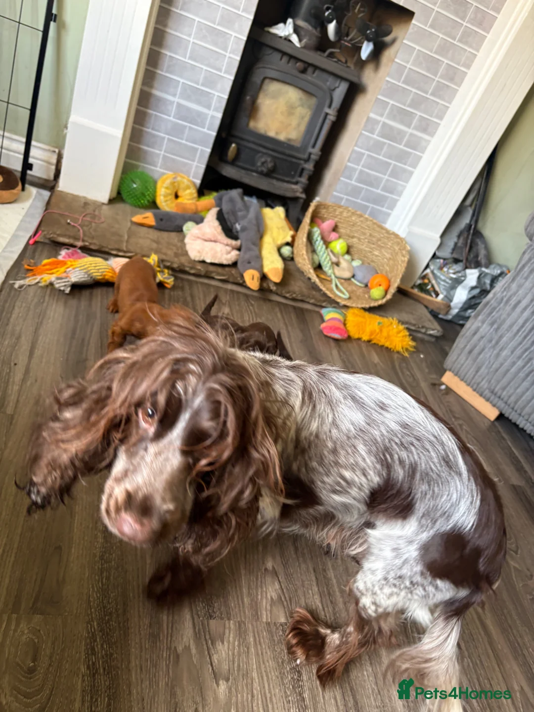 Cocker Spaniel dogs for sale: 100%show cocker spanials - Advert 10