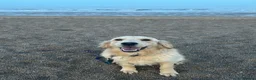 Golden Retriever dogs for sale: TeddyBear Health tested Vaccs KC Golden Puppies - Advert 18