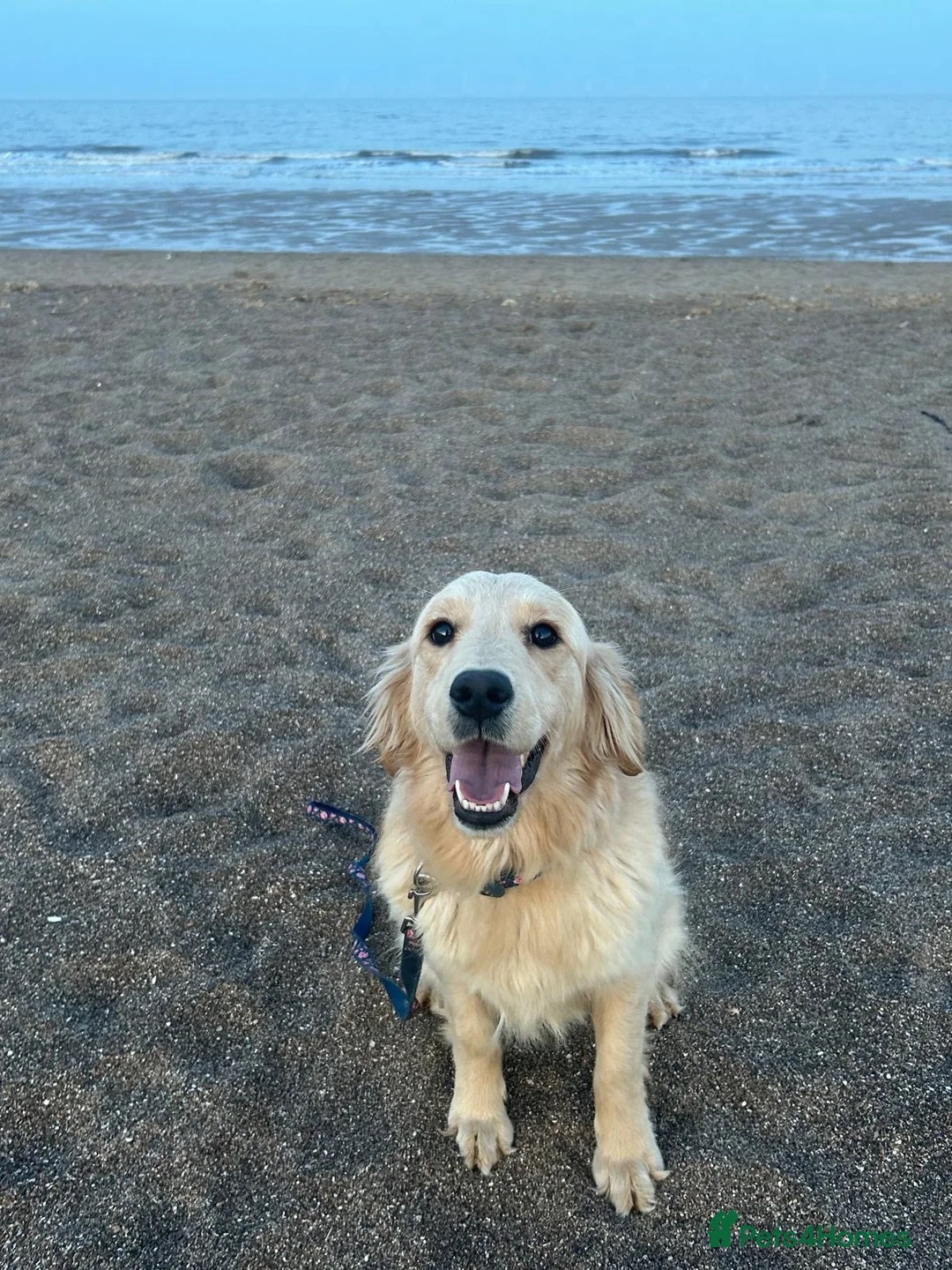 Golden Retriever dogs for sale: TeddyBear Health tested Vaccs KC Golden Puppies - Advert 18
