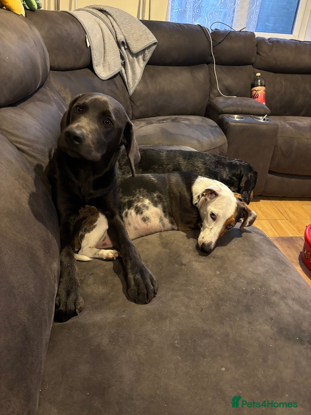 Labrador Retriever dogs for sale: KC Registered Charcoal Labrador  - Image 3