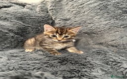 Mixed Breed cats for sale: 7 friendly kittens looking for forever homes - Image 6