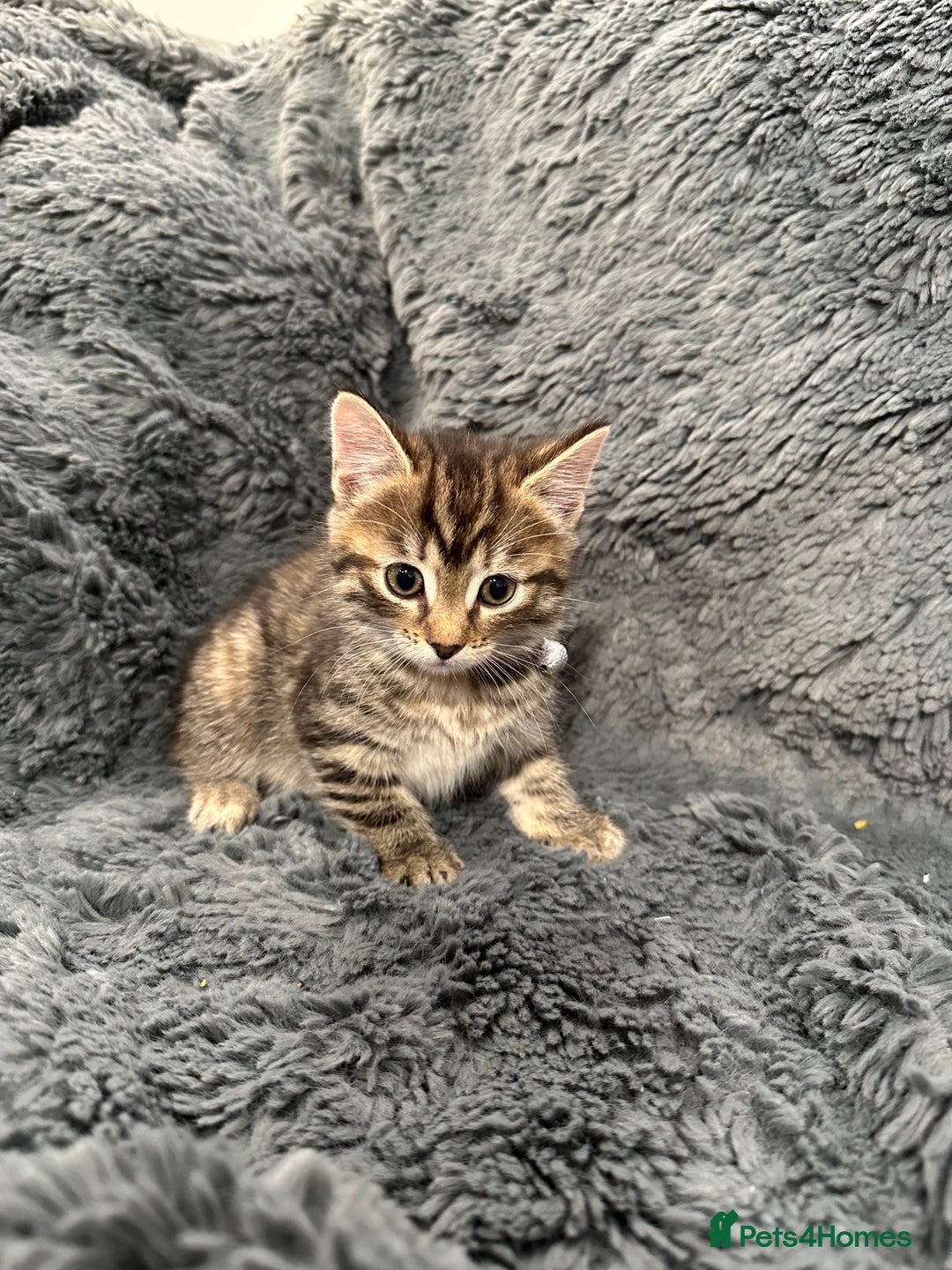Mixed Breed cats for sale: 7 friendly kittens looking for forever homes - Image 6