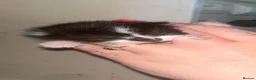 Domestic Shorthair cats for sale: 5 beautiful kittens  - Advert 14