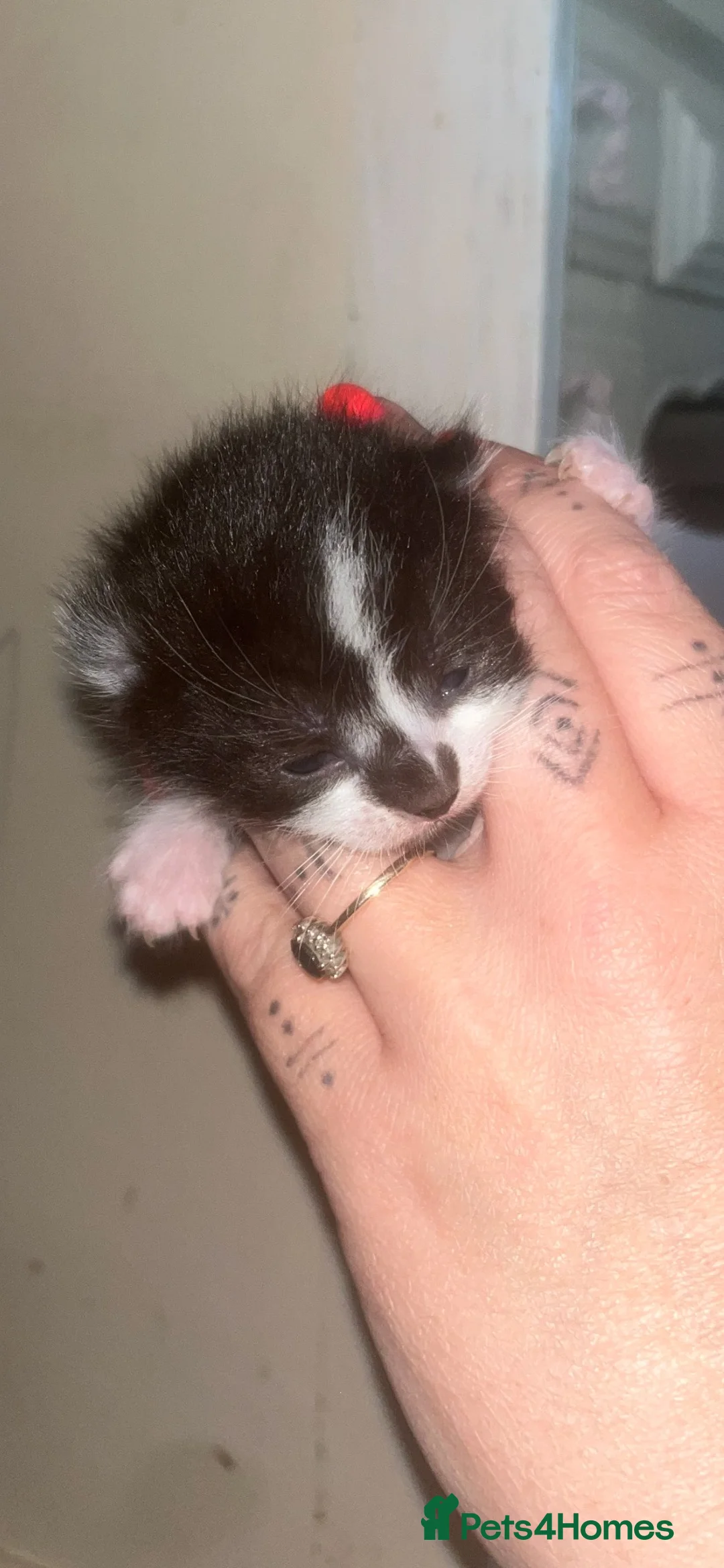 Domestic Shorthair cats for sale: 5 beautiful kittens  - Advert 14
