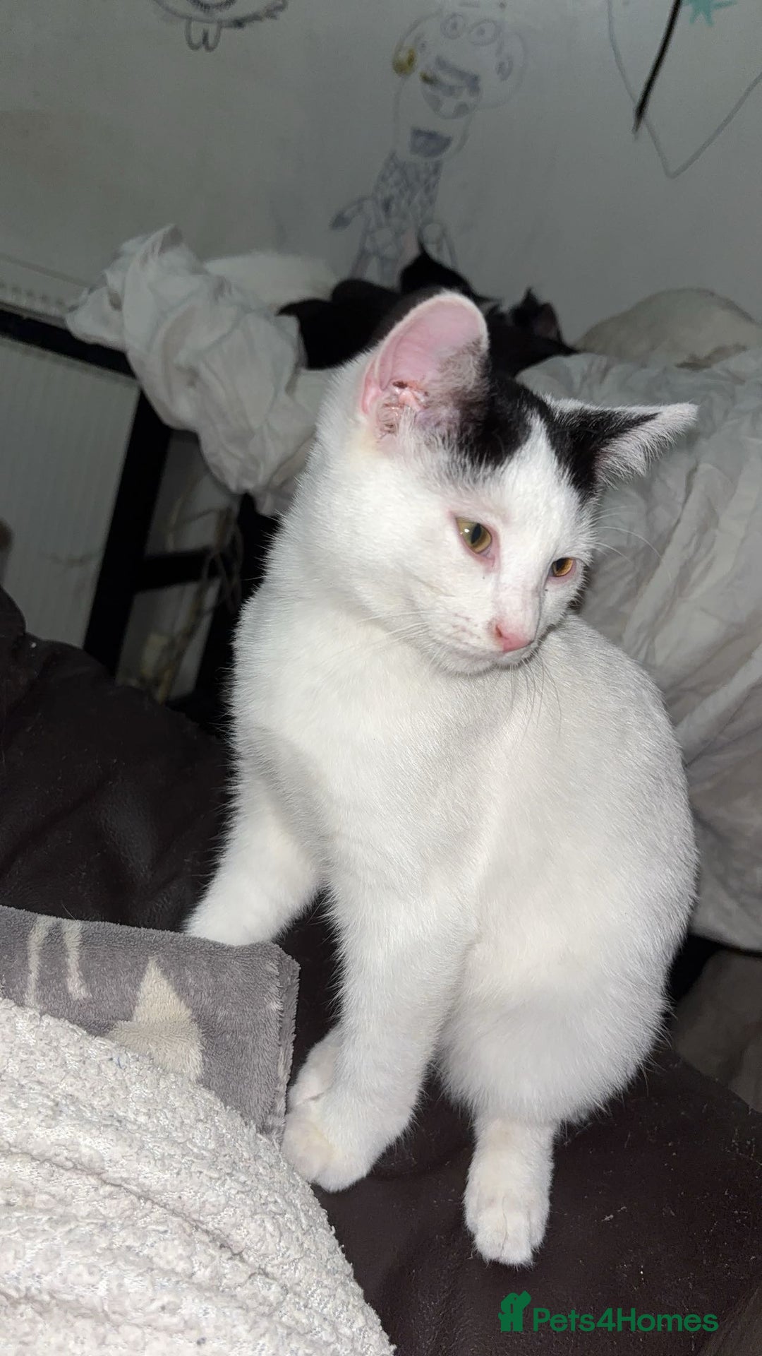 American Shorthair cats for sale: 3 black and white cats - Advert 7