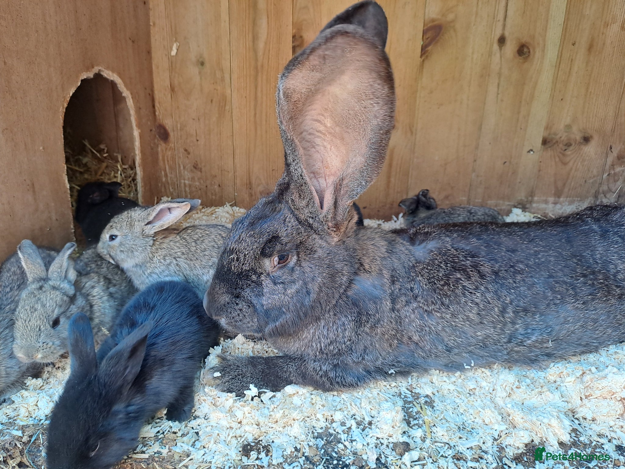 Continental Giant rabbits for sale: 10KG, Brc, show quality kits. MASSIVE  - Advert 2