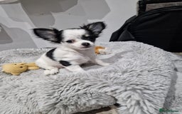 Chihuahua dogs for sale: Two little girls  - Image 6