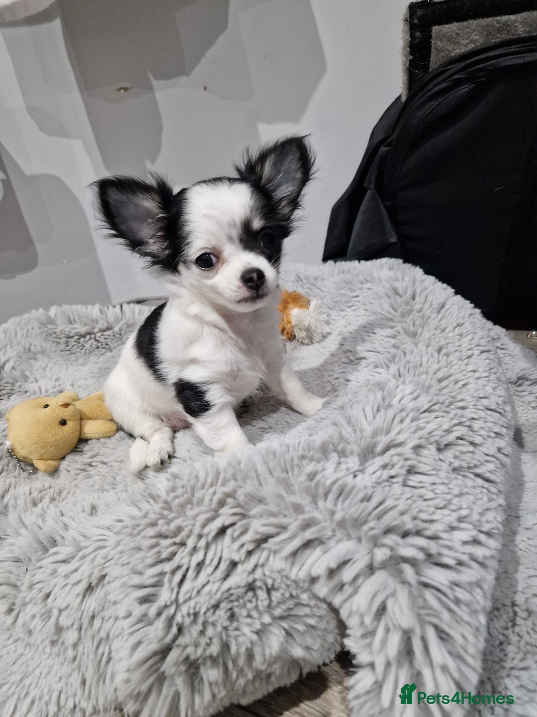 Chihuahua dogs for sale: Two little girls  - Image 6