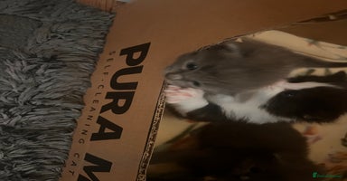 Mixed Breed cats - Advert 2