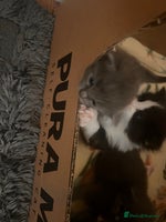 Mixed Breed cats - Advert 10