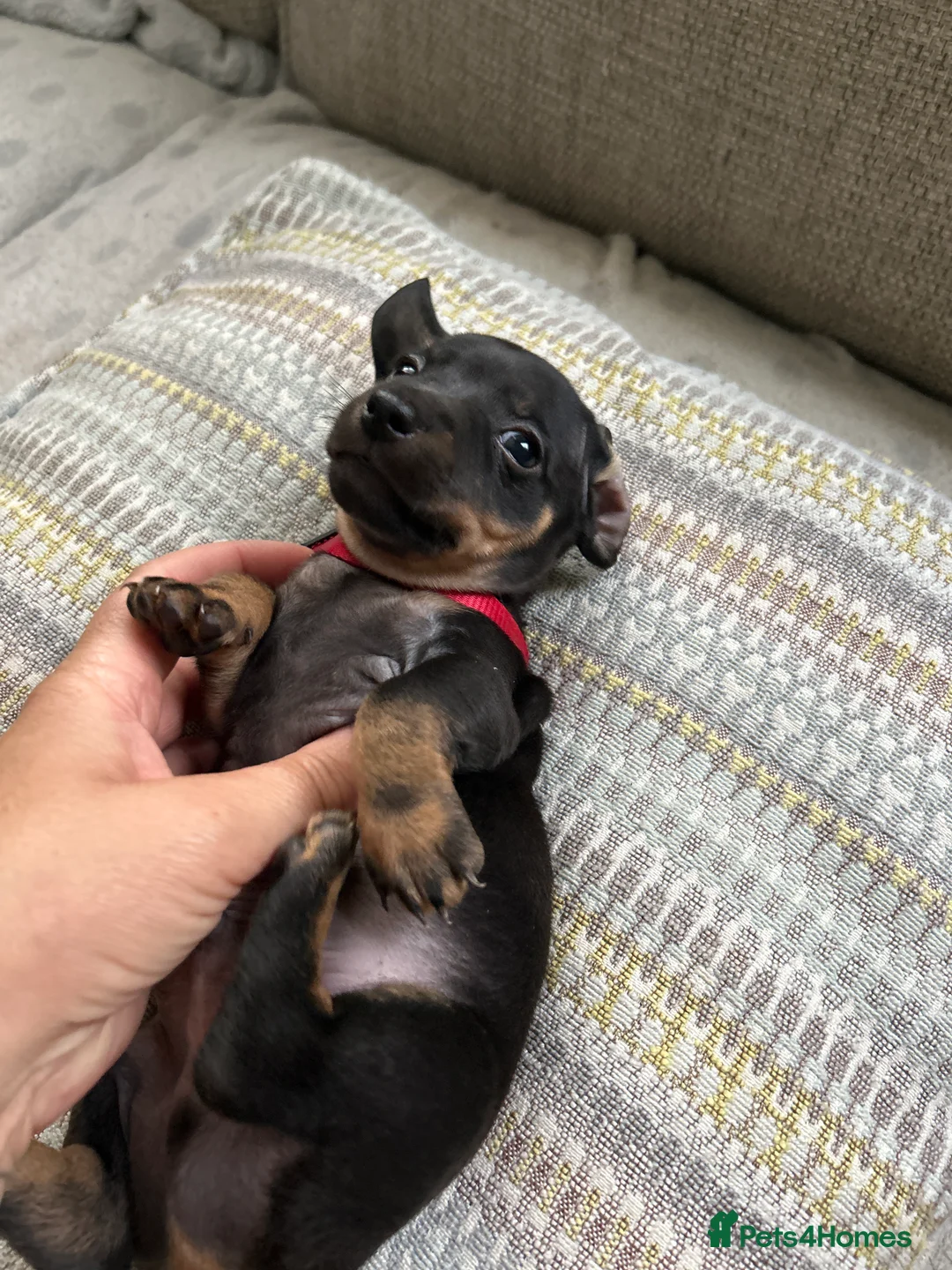 Miniature Dachshund dogs for sale: Miniature smooth haired dachshund pups for sale - Advert 1