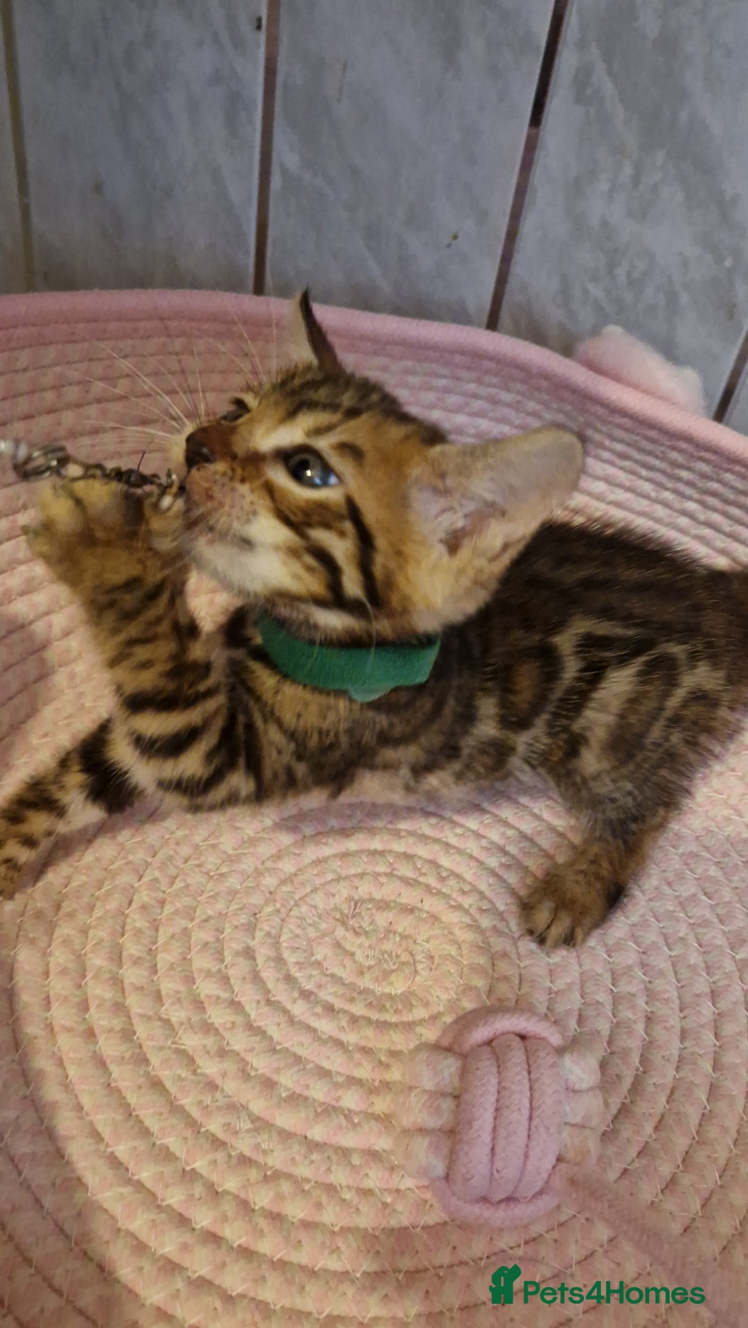 Bengal cats for sale: Pure Bengal kittens ❤️  - Image 25