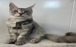 Maine Coon cats for sale: TICA Maine Coon male boy black smoke ready XXL cat - Advert 5