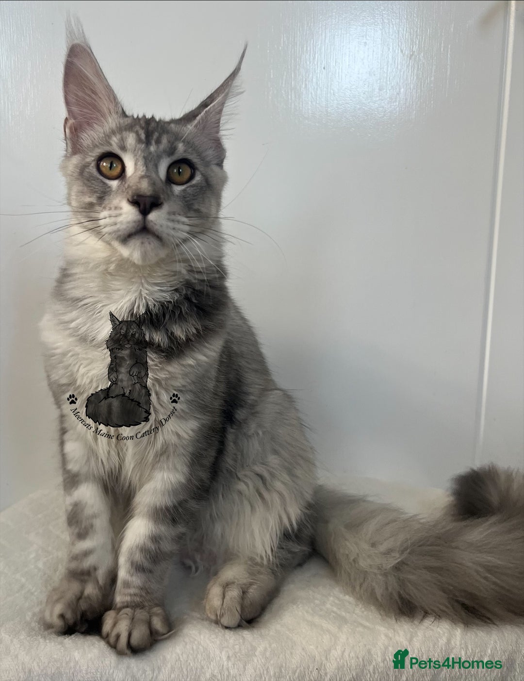 Maine Coon cats for sale: TICA Maine Coon male boy black smoke ready XXL cat - Advert 5