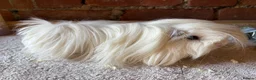 Guinea Pig rodents for sale: Pair of Peru boars  - Advert 5