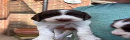 English Springer Spaniel dogs for sale: KC Reg Springer Spaniel Puppies - Horsham in Horsham - Advert 23