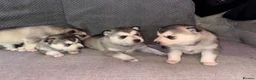 Siberian Husky dogs for sale: Sibirian huskey puppies for sale  - Advert 4