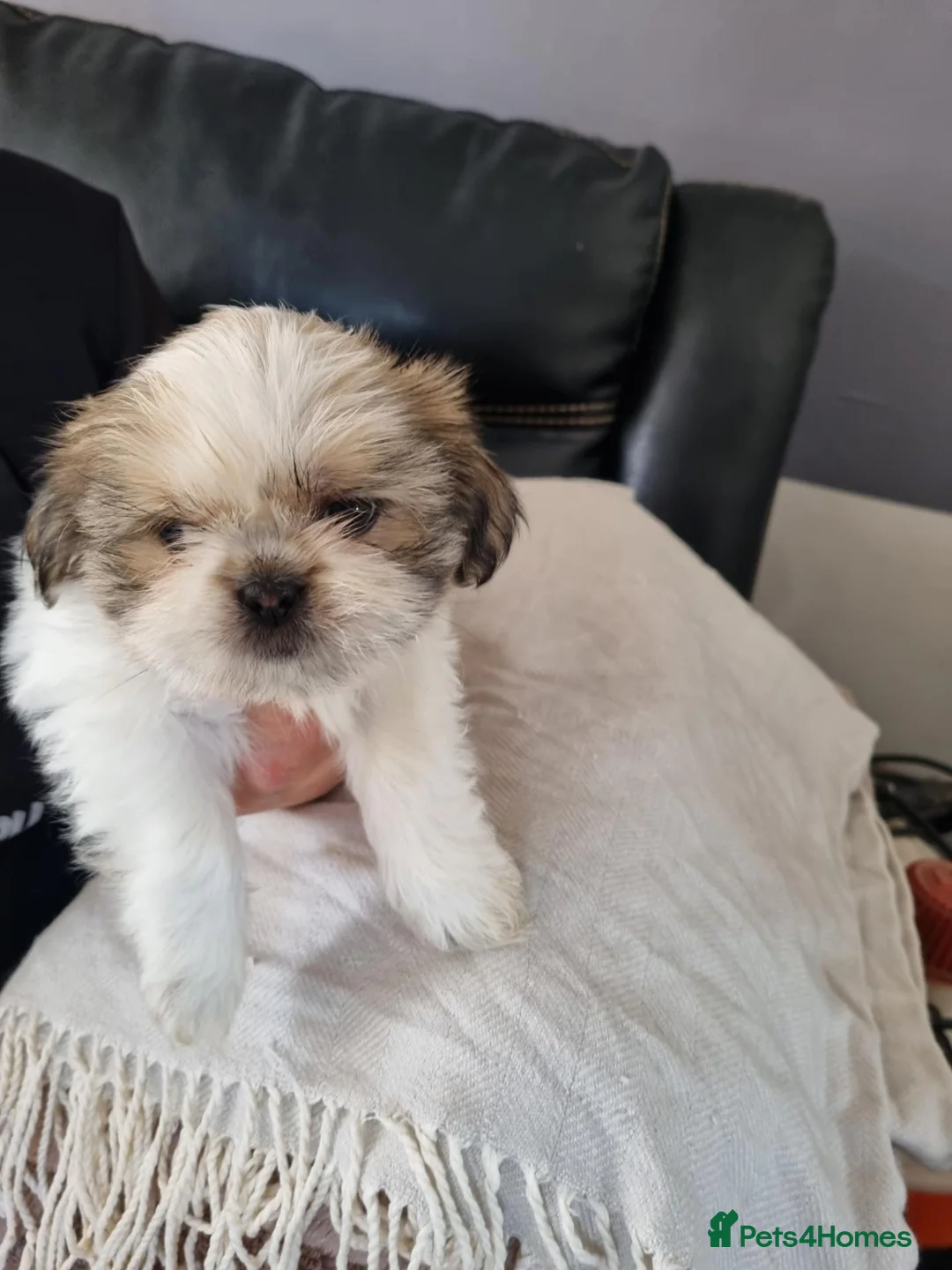 Shih Tzu dogs for sale: Adorable Shih Tzu Puppies – 4 Boys & 1 Girl  in Coventry - Advert 7