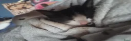 Mixed Breed cats for sale: Kitten in Thornton Heath - Advert 11